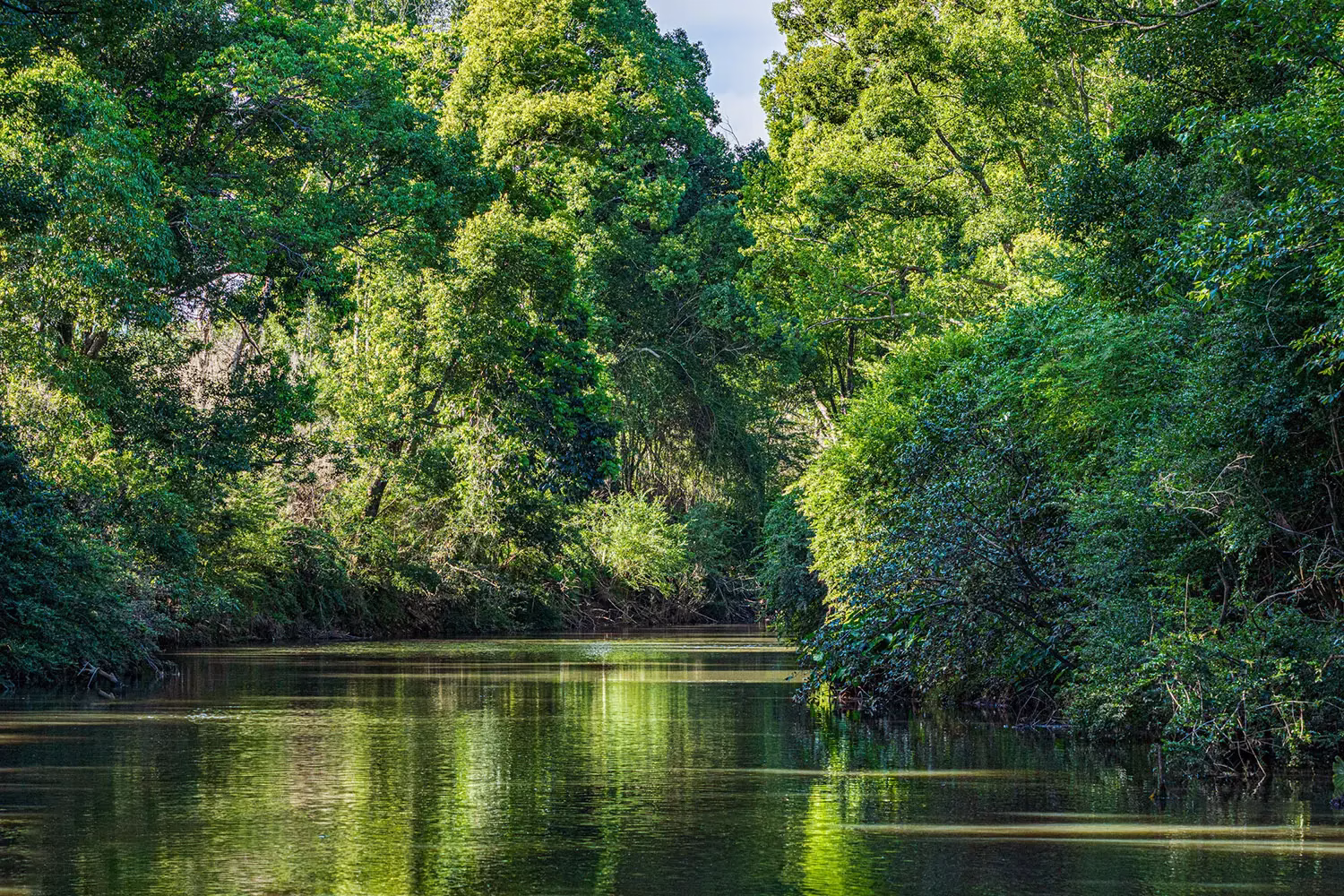 River with trees at Heartwood Farm Byron Bay